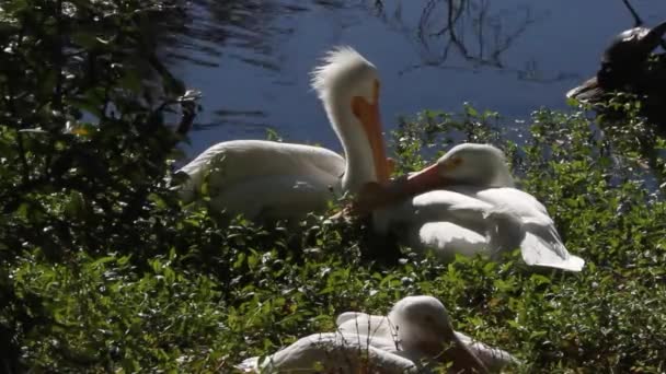 Patos en estanque — Vídeos de Stock