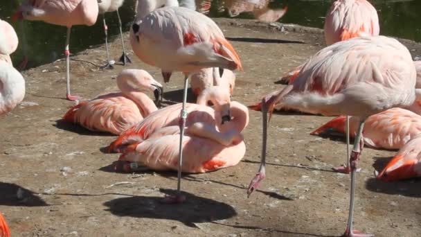 Flamingos andando e comendo — Vídeo de Stock