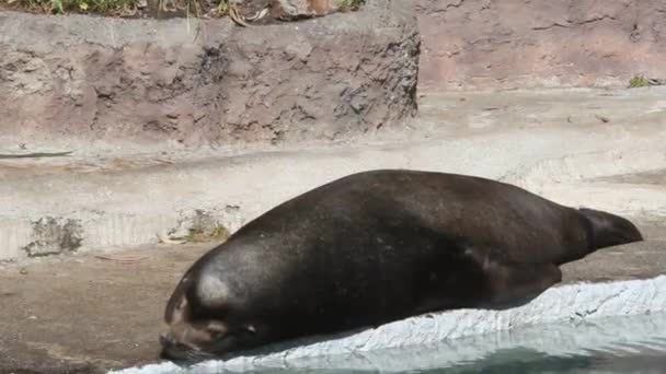 Sello durmiendo en una roca — Vídeo de stock