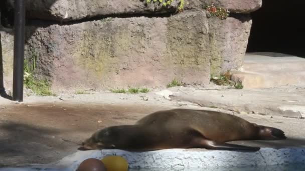 Robben schläft auf einem Felsen — Stockvideo