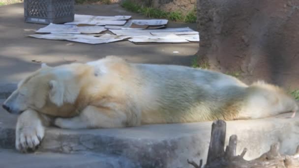 Белый медведь сидит на скале — стоковое видео