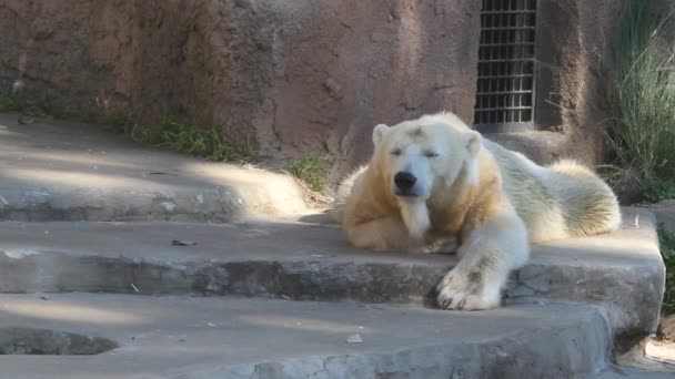 Eisbär sitzt auf einem Felsen — Stockvideo