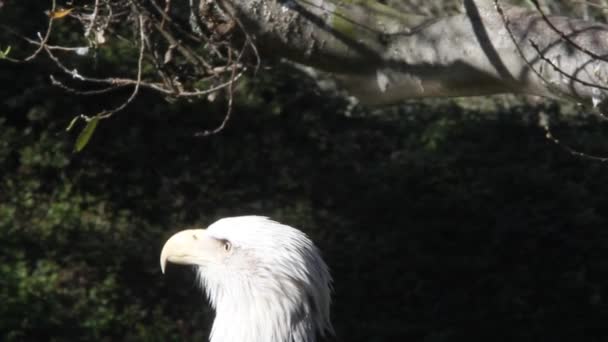 Adler auf einem Felsen — Stockvideo