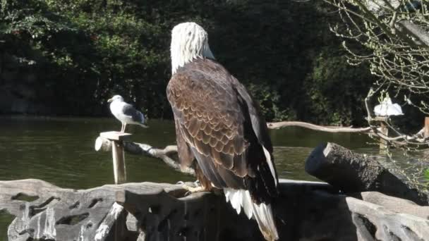 Pelican zittend op een tak — Stockvideo