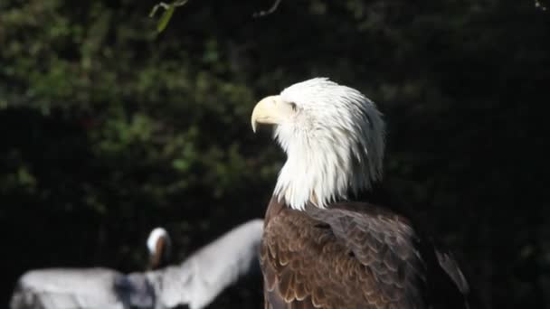 Eagle op een rots — Stockvideo