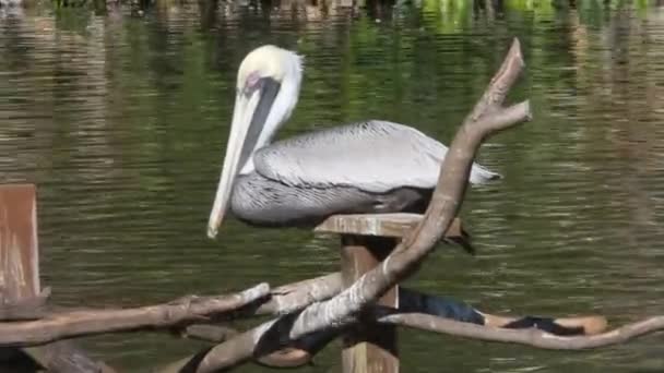 在一个公园的鸟 — 图库视频影像