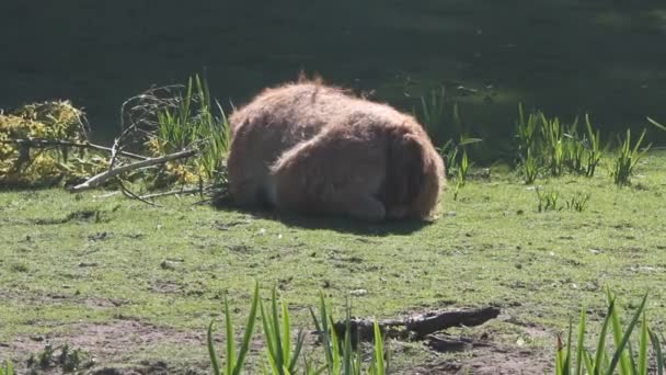 Emu schlafen — Stockvideo