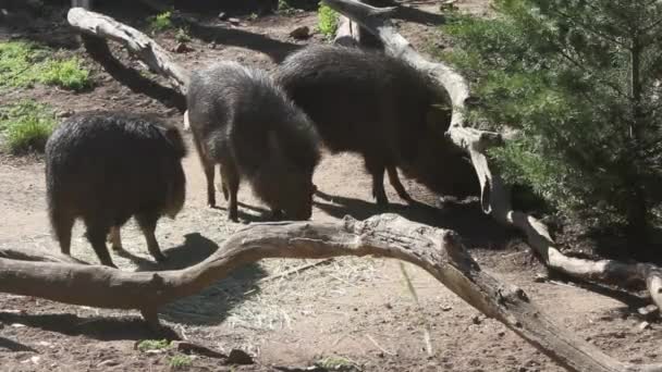 Wild boars in park — Stock Video