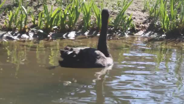 Kacsák a tóban — Stock videók