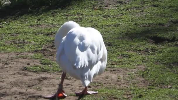 Pássaro branco no parque — Vídeo de Stock