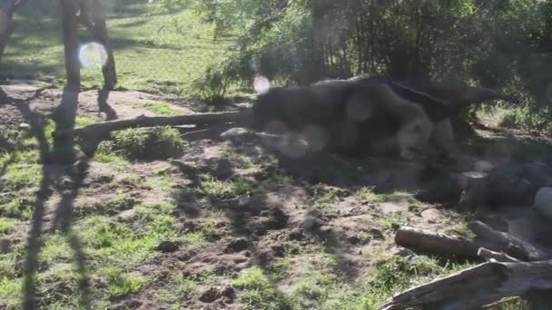 Anteater deambulando, comiendo y buscando hormigas — Vídeo de stock