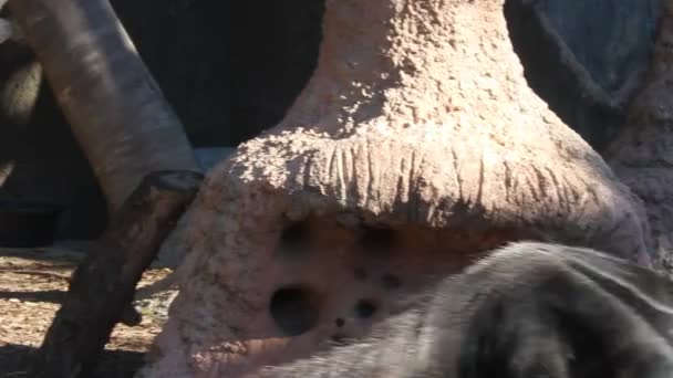 Anteater wandering, eating, and looking for ants — Stock Video