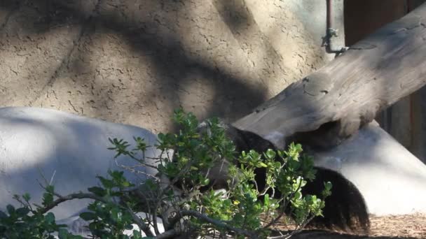 Anteater deambulando, comiendo y buscando hormigas — Vídeos de Stock