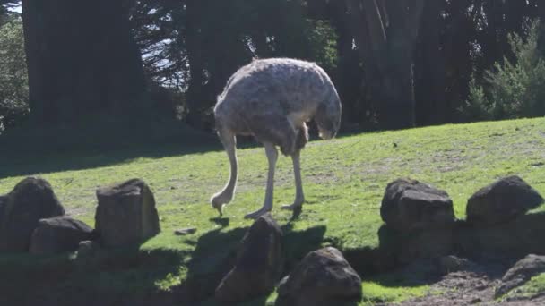 Ostrich walking in a park — Stock Video