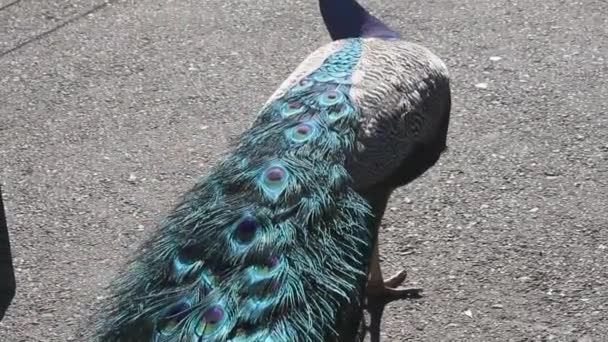 Pavo real vagando — Vídeo de stock