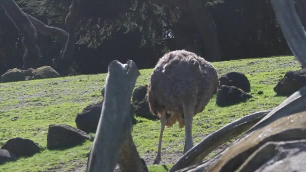 Ostrich walking in a park — Stock Video