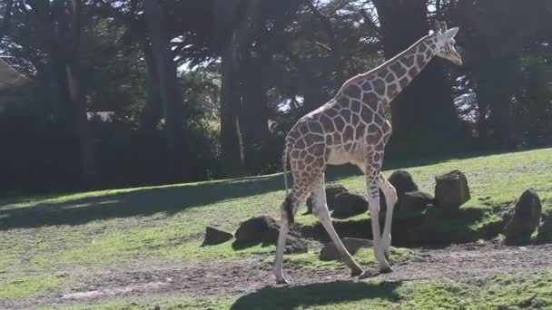 Girafes dans le parc 