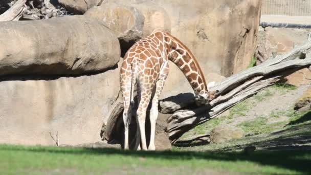 Girafas no parque — Vídeo de Stock