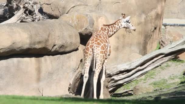 Giraffe in parco — Video Stock