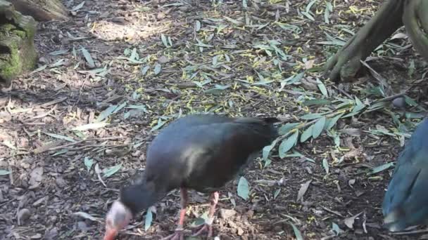 Pássaro em um parque — Vídeo de Stock