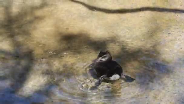 Pájaro en un parque — Vídeo de stock