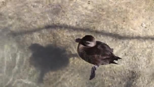 Oiseau dans un parc — Video