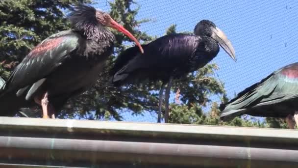 Pássaros em um parque — Vídeo de Stock