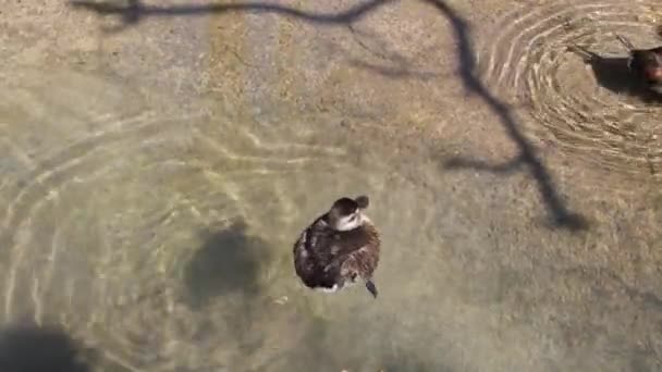 Oiseau dans un parc — Video