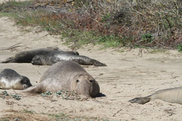 Elephant zeehonden op Ano Nuevo — Stockfoto