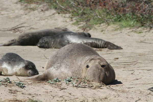 Elephant zeehonden op Ano Nuevo — Stockfoto