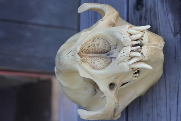 新诺大象海豹的头骨 — 图库照片