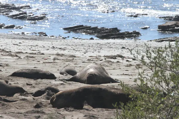 Elephant zeehonden op Ano Nuevo — Stockfoto