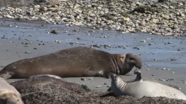 Sahilde deniz filleri