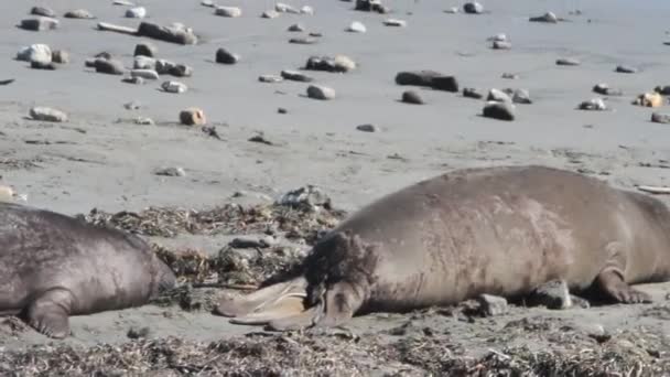 Elefantsälar på stranden — Stockvideo