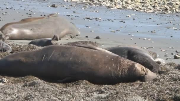 Sigilli elefanti sulla spiaggia — Video Stock