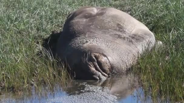 Selos de elefante na praia — Vídeo de Stock