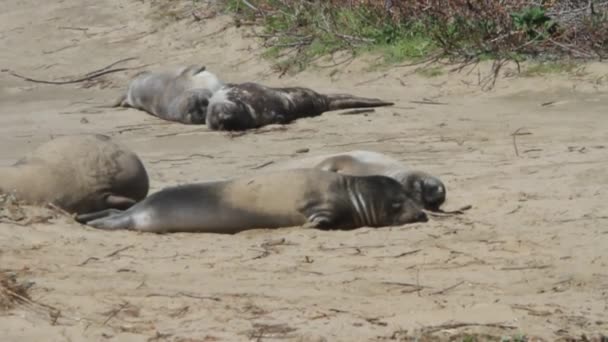 Elephant Seals na pláži — Stock video