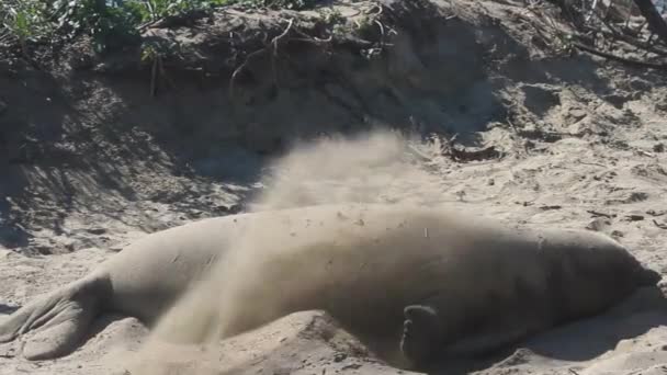 Elephant Seals na pláži — Stock video