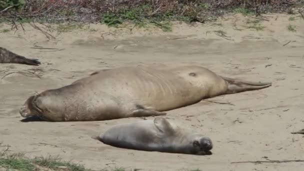 Sigilli elefanti sulla spiaggia — Video Stock