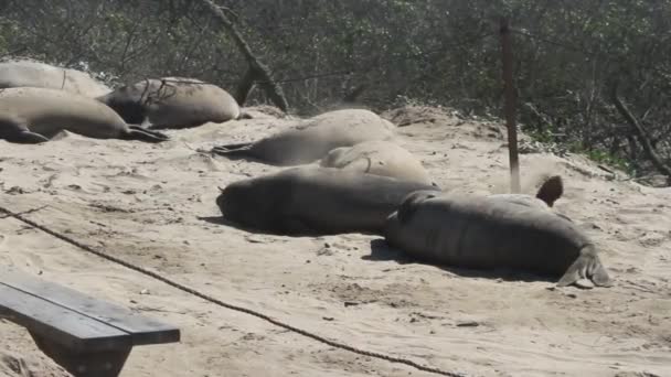 Sigilli elefanti sulla spiaggia — Video Stock