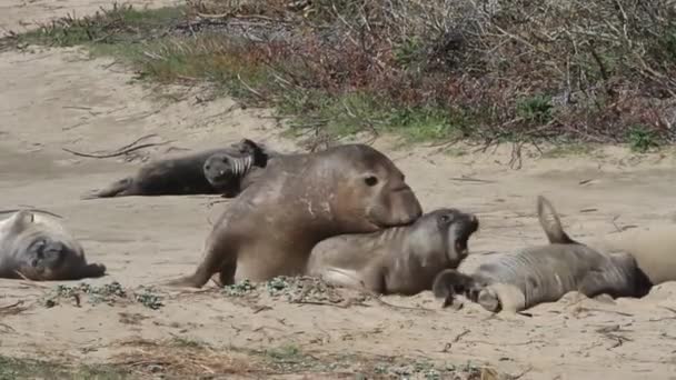 Elefantsälar på stranden — Stockvideo