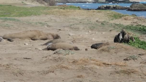 Phoques éléphants sur la plage — Video