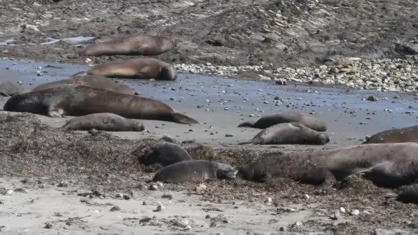 Elephant zeehonden op strand — Stockvideo