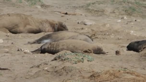 Sigilli elefanti sulla spiaggia — Video Stock