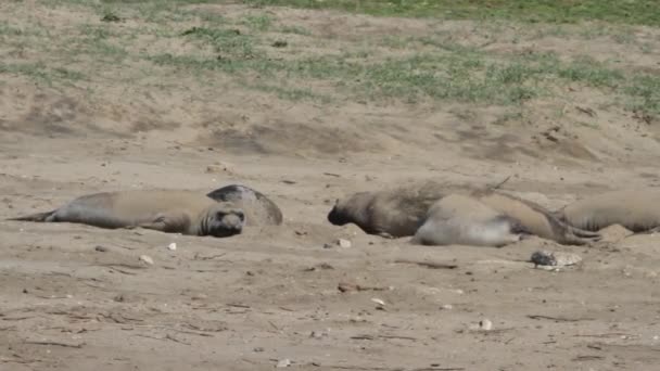 Elefantenrobben am Strand — Stockvideo