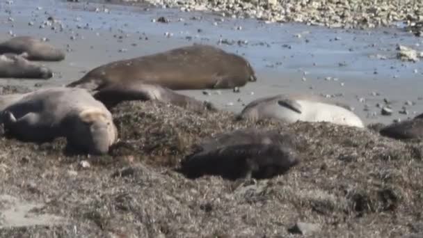 Elephant zeehonden op strand — Stockvideo