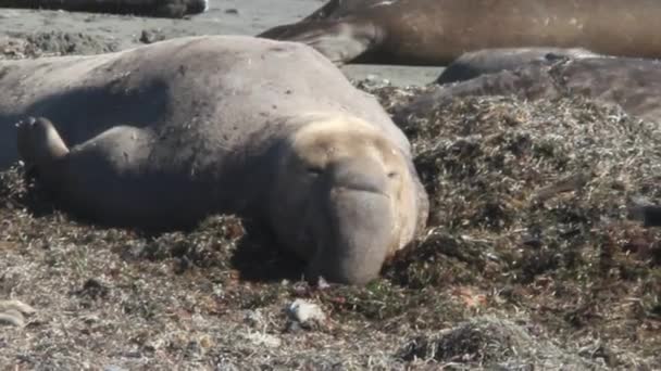 Elephant Seals on beach — Stock Video