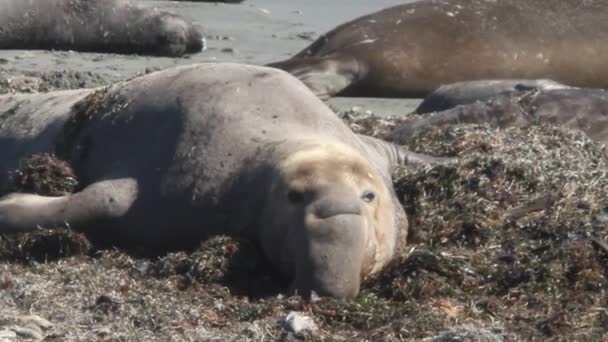 Elephant zeehonden op strand — Stockvideo