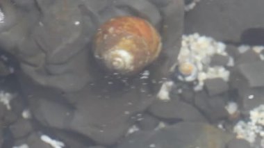 sualtı yaratıkları