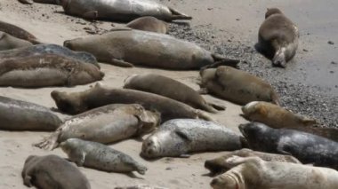 Deniz Aslanları ve mühürler sahilde